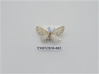 藏品(尺蛾522)的圖片